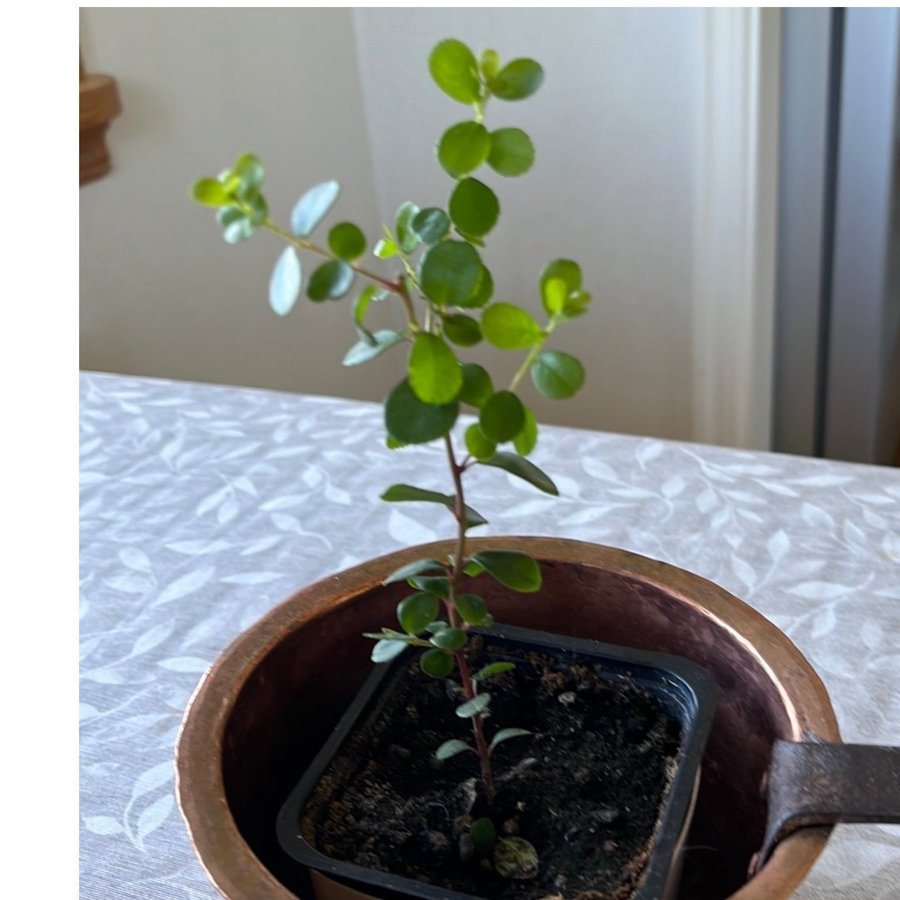 Myrsine, till bonsai, miniträd, 17 cm