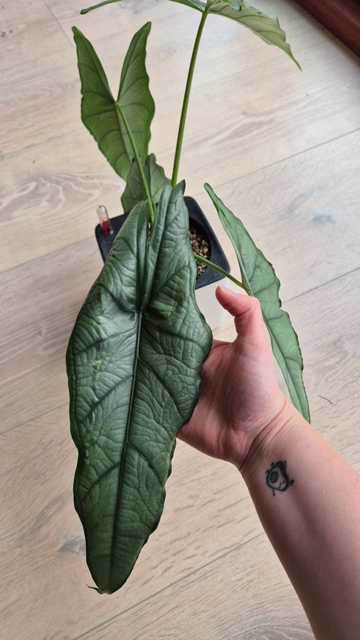 Alocasia Dragon Breath corm