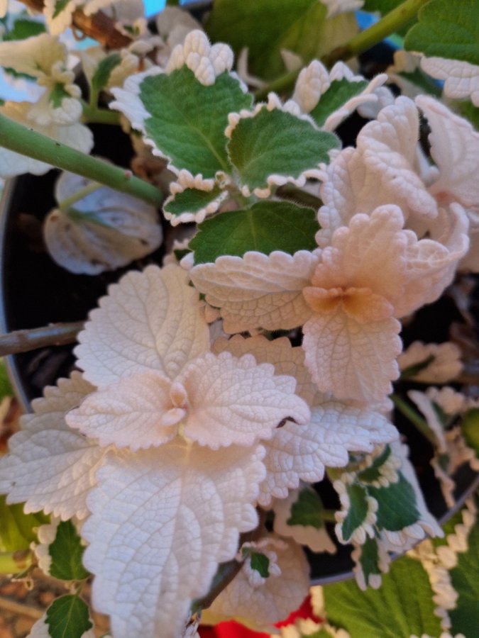 Plectranthus verticillatus. Söderhavsljus