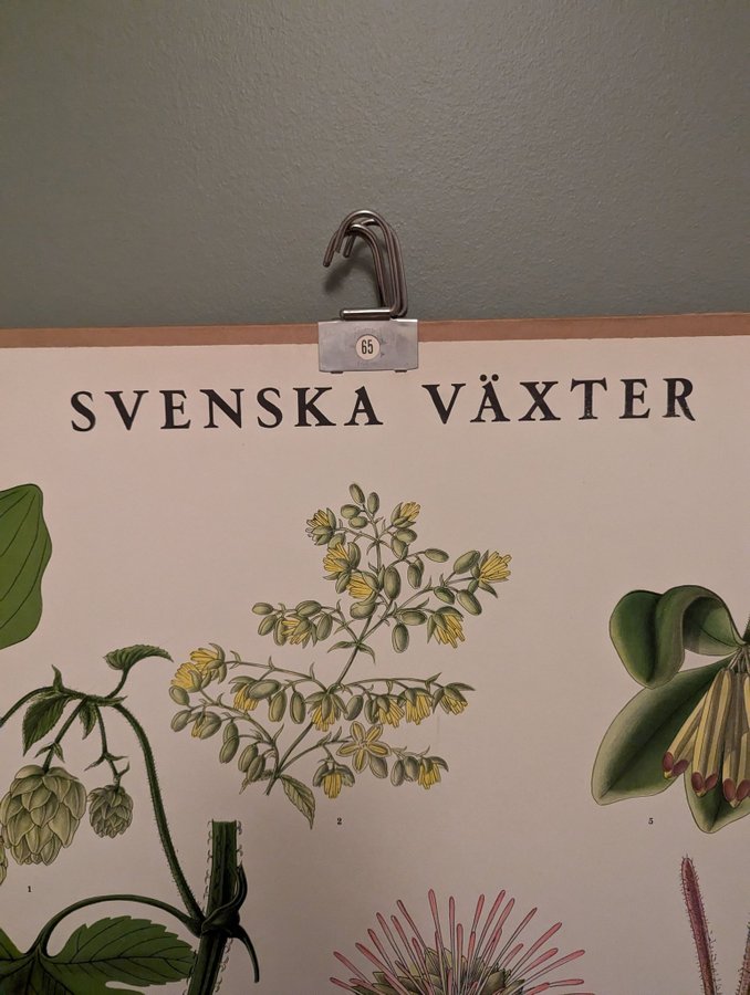 Svenska Växter - Gammal växtplansch