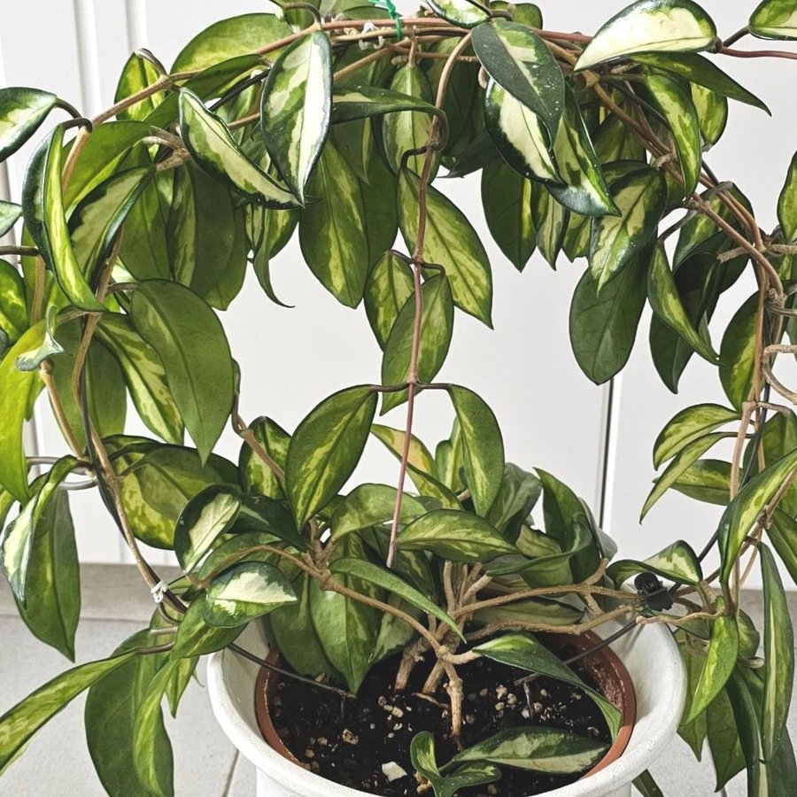 Hoya carnosa Tricolor stor planta