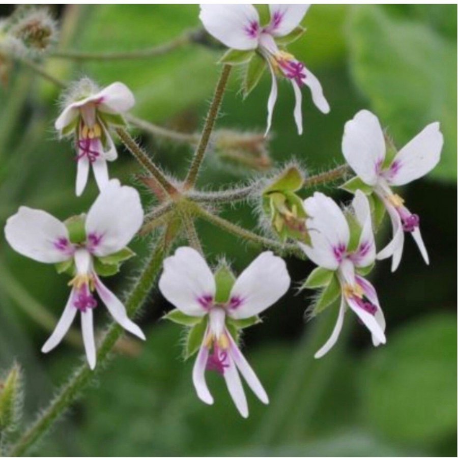 Pepparmintspelargon P. Tomentosum