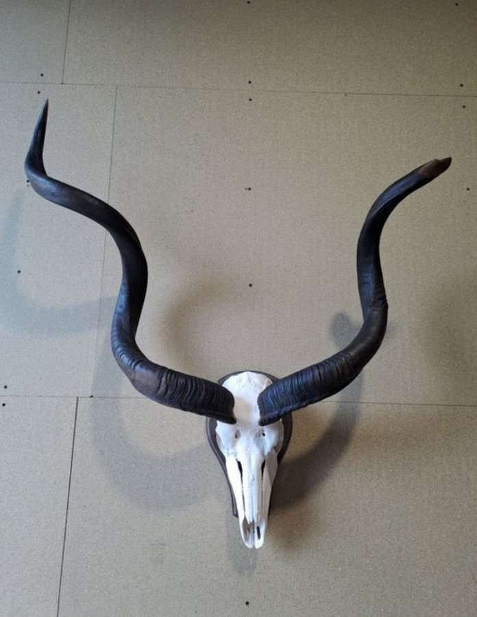 Kudo Skull Antilop Hunting Trophy Skull Horn Taxidermy Real Skeleton Ben Horns