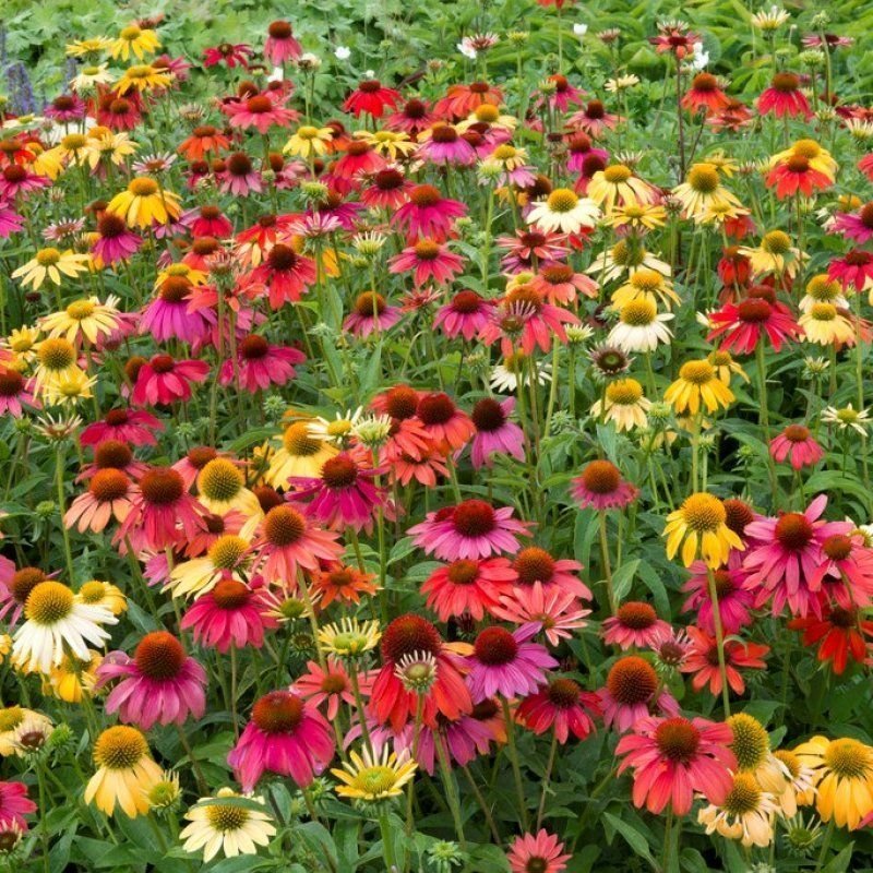 Echinacea purpurea Cheyenne Spirit