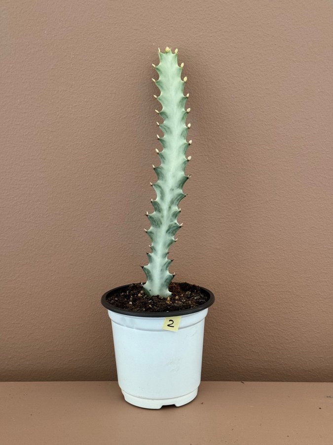 Euphorbia Lactea 'White Ghost'