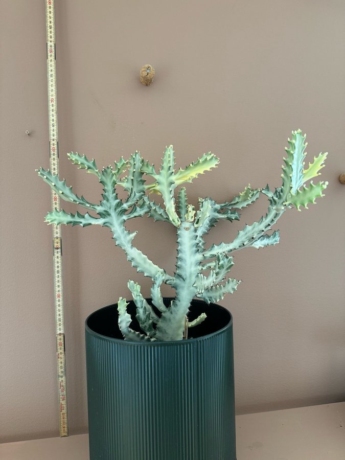 Euphorbia Lactea 'White Ghost'