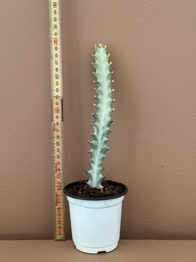 Euphorbia Lactea 'White Ghost'