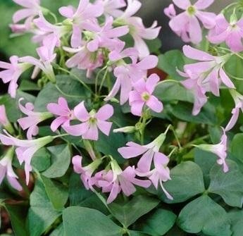 Oxalis triangularis 'Amber' - Triangeloxalis - Rhizomer