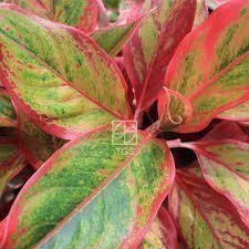 Aglaonema Crete ”Flame planta plus en skott