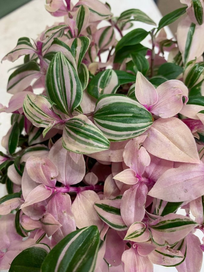 5 sticklingar av Tradescantia TRICOLOR