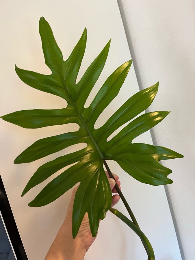 Philodendron Mayoi stor Toppstickling!