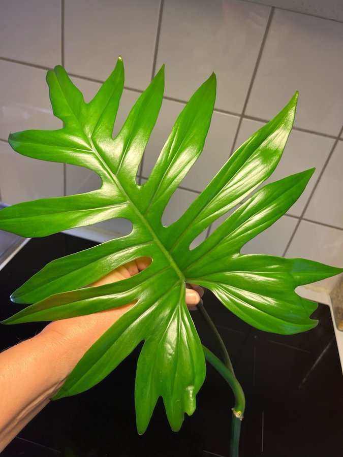 Philodendron Mayoi stor Toppstickling!