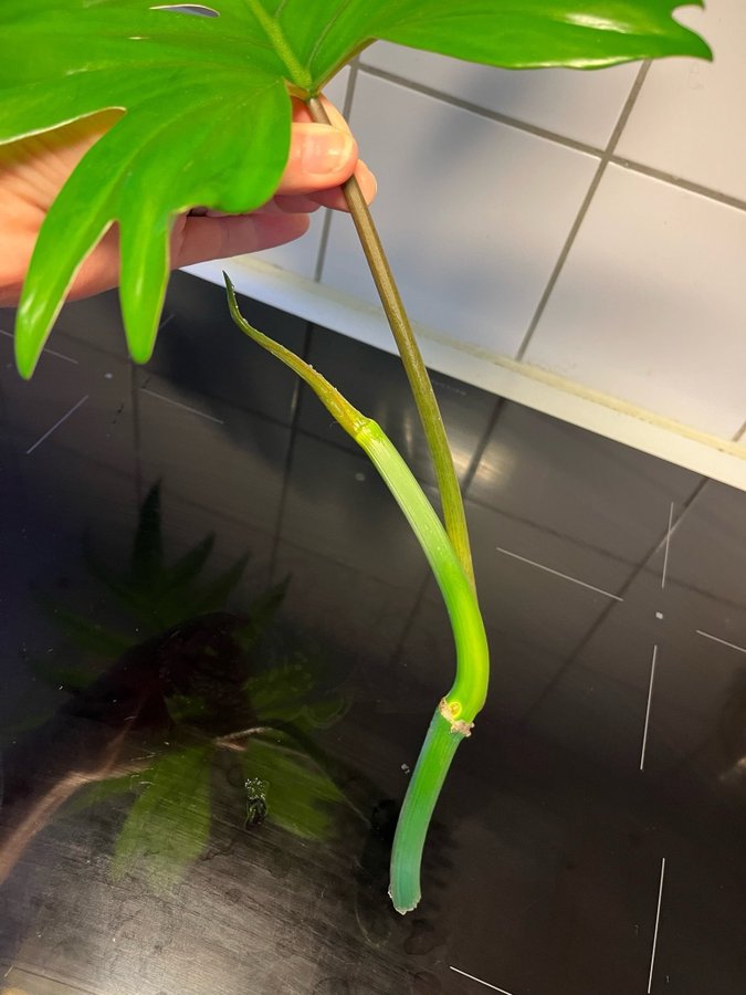 Philodendron Mayoi stor Toppstickling!