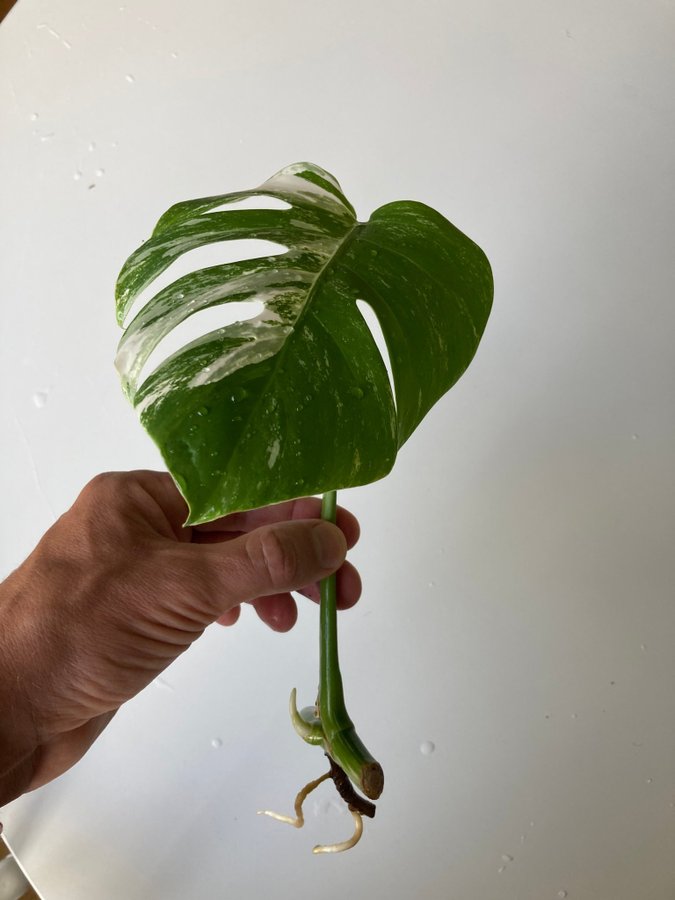 Monstera Albo Variegata stickling