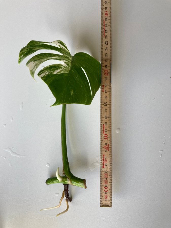 Monstera Albo Variegata stickling