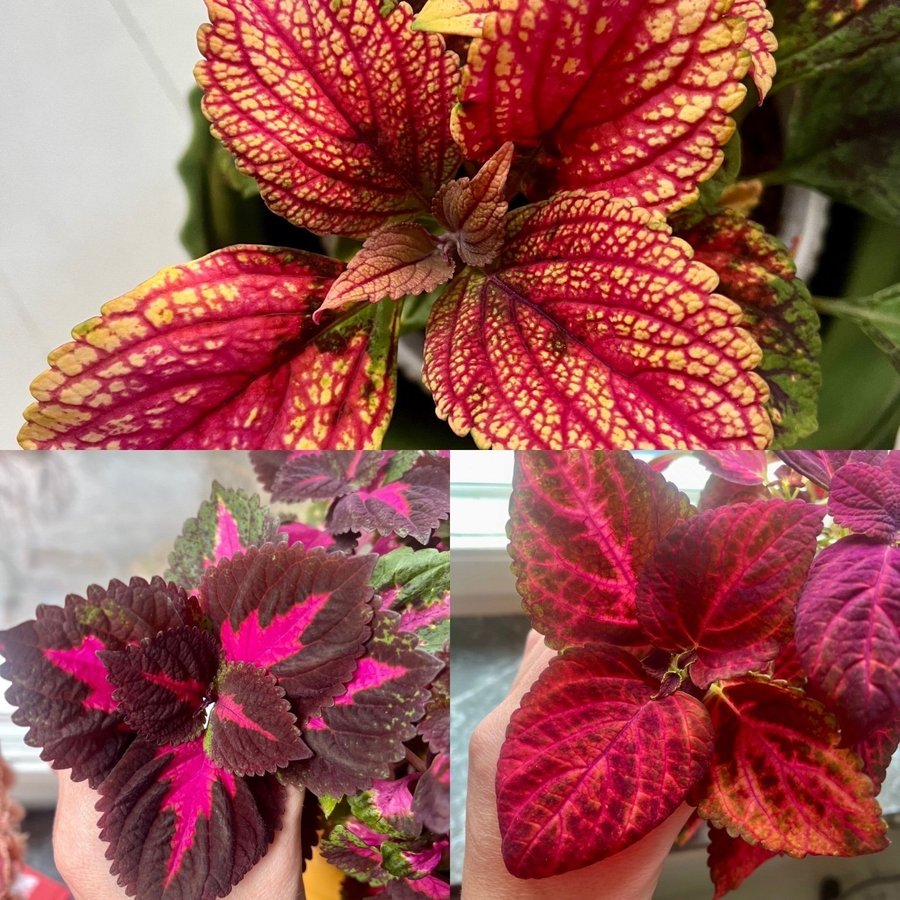 Rotade Sticklingar 3st Palettblad Coleus China Rose Pinky Pin Kameleont