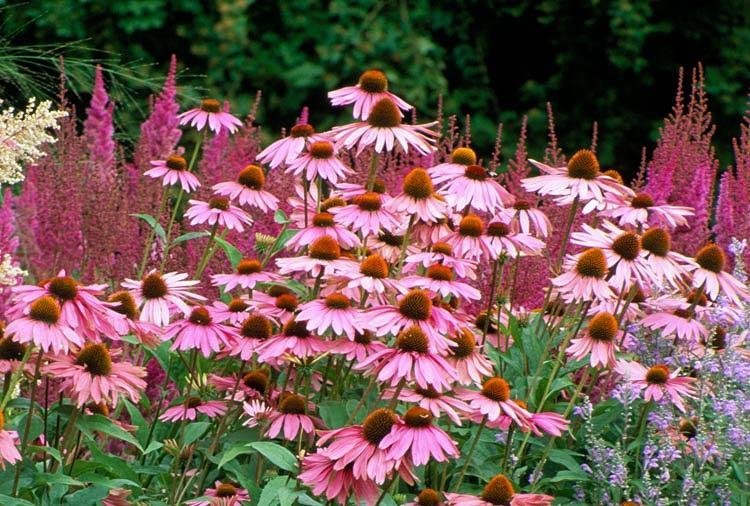 Solhatt - ECHINACEA purpurea Magnus -