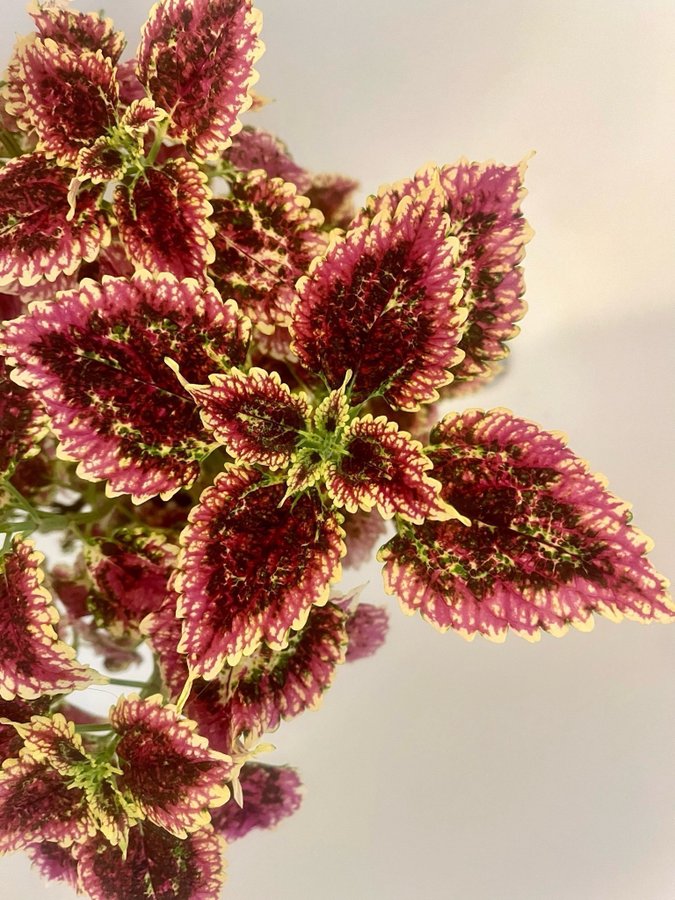 Stickling Palettblad Coleus Stars of Pin