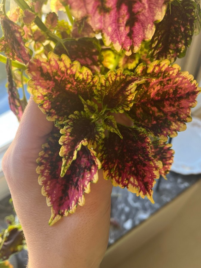 Stickling Palettblad Coleus Stars of Pin