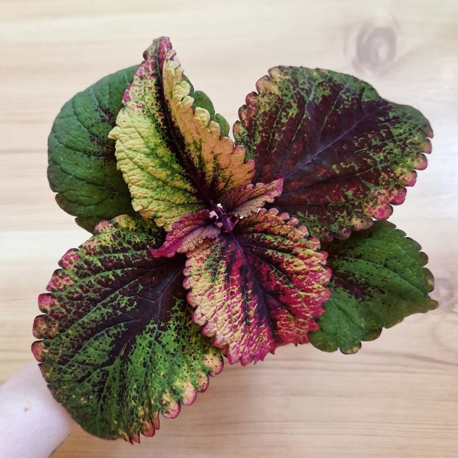 Palettblad/coleus • LGHOG301 • stickling