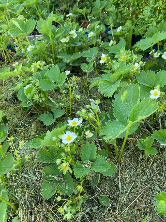 5 st korona jordgubbe jordgubbar plantor mycket söta och goda bär