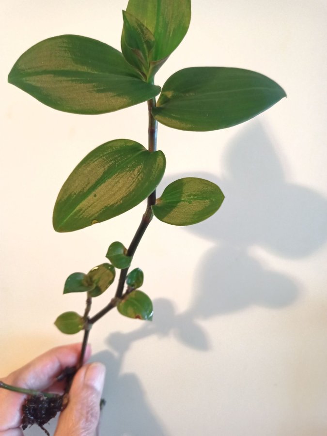 TRADESCANTIA BLUSHING BRIDE - stickling