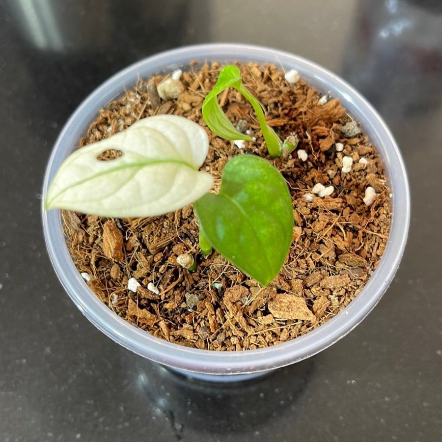 Monstera adansonii variegata archipelago