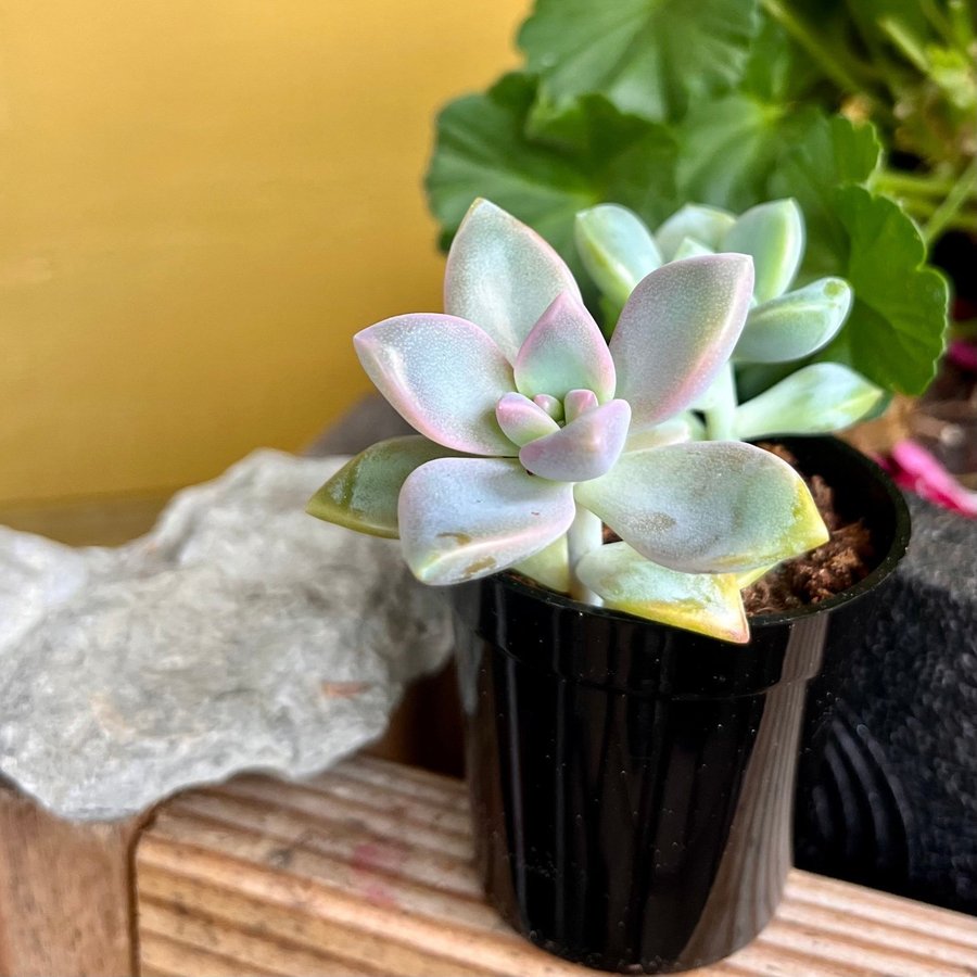 Suckulent Graptosedum Ghosty rotad i kruka Svår att hitta i handeln!