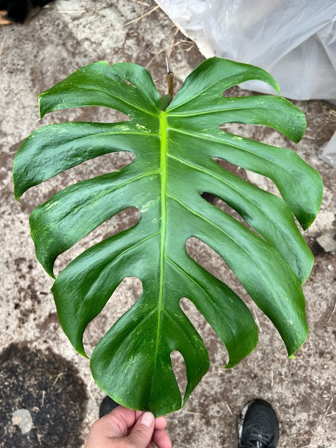 Monstera Deliciosa Mint Variegata