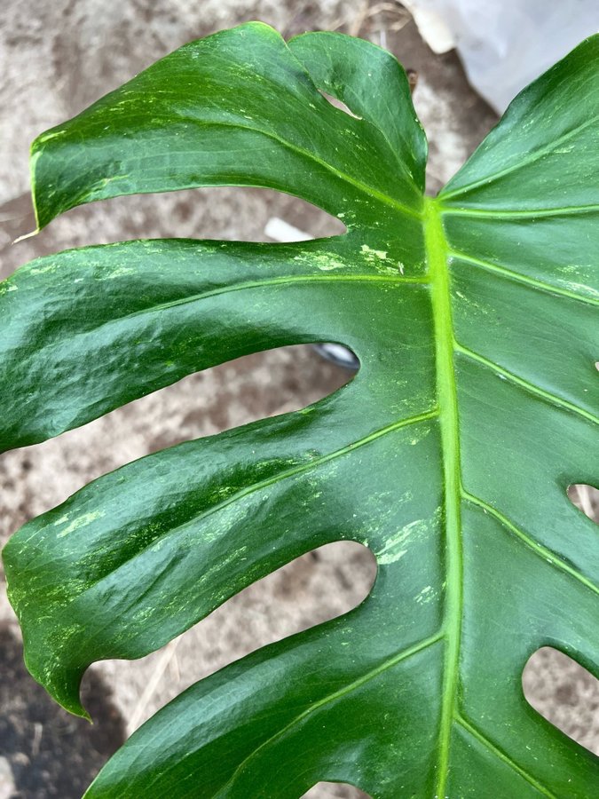 Monstera Deliciosa Mint Variegata