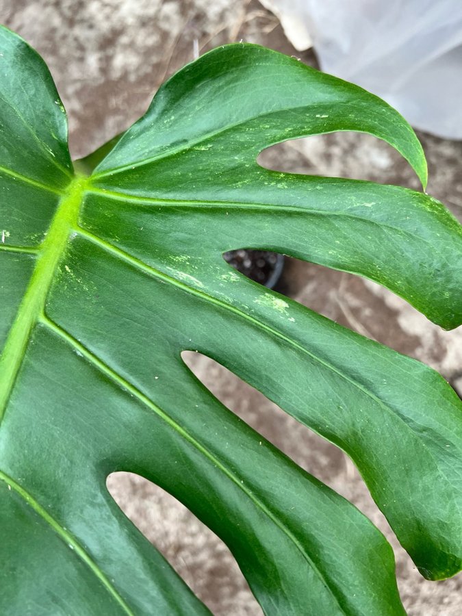 Monstera Deliciosa Mint Variegata