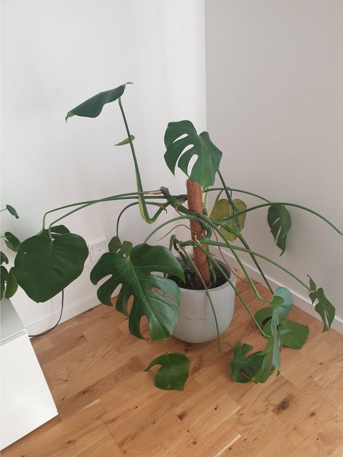 Monstera Deliciosa