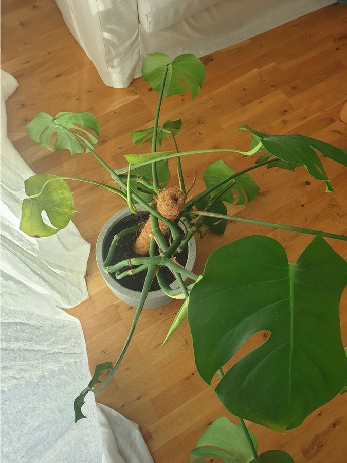 Monstera Deliciosa