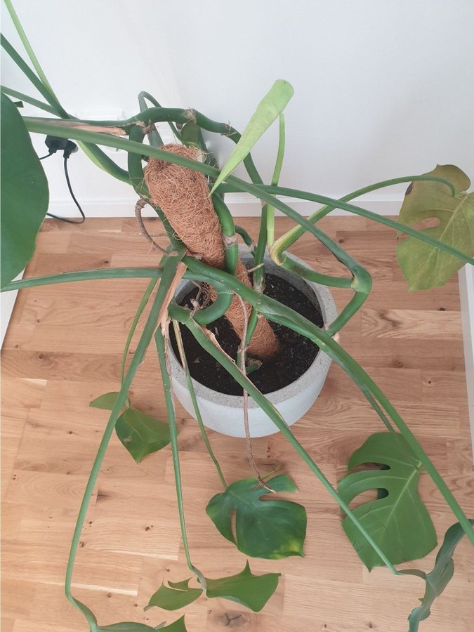 Monstera Deliciosa