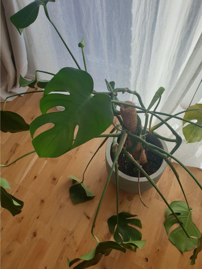 Monstera Deliciosa