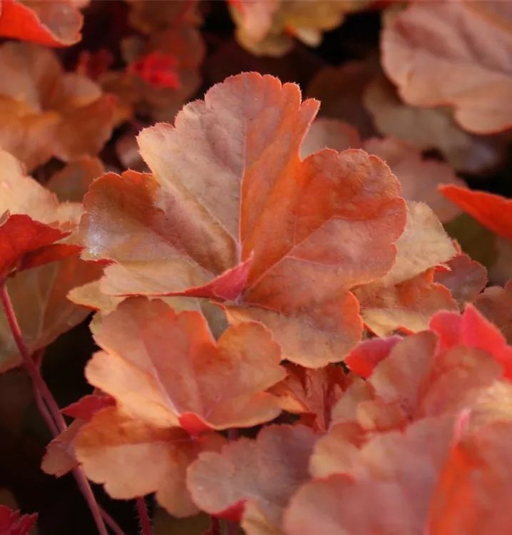 Alunrot 'Timeless Orange' Heuchera