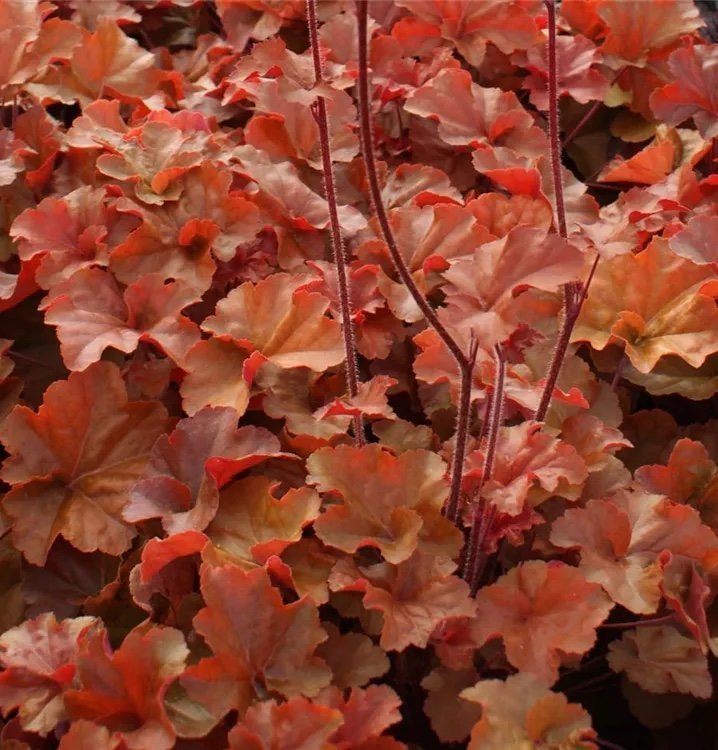 Alunrot 'Timeless Orange' Heuchera