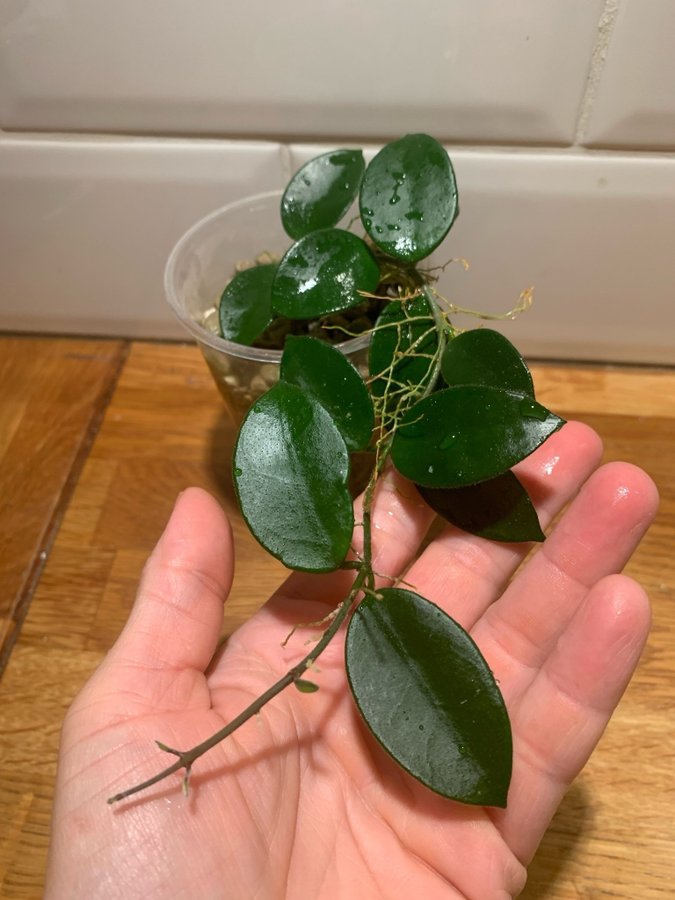 Hoya chouke (mathilde x serpens) stor planta med pedunkel