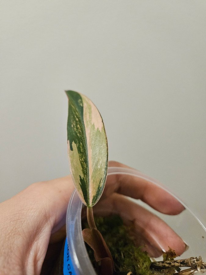 Philodendron Caramel Marble Pink Variegata