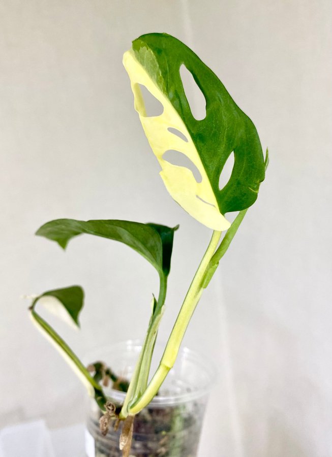 Monstera Laniata Albo Variegata