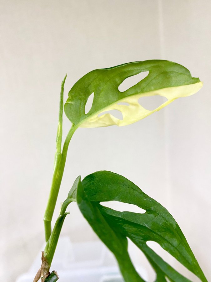 Monstera Laniata Albo Variegata