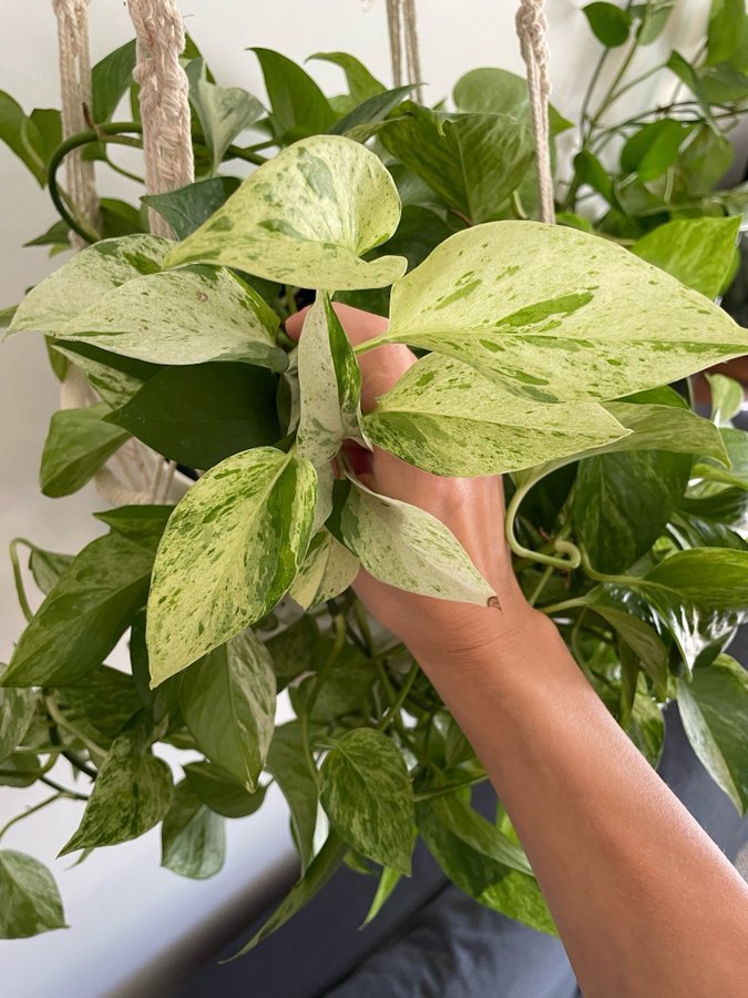 Epipremnum aureum ’Marble Queen’