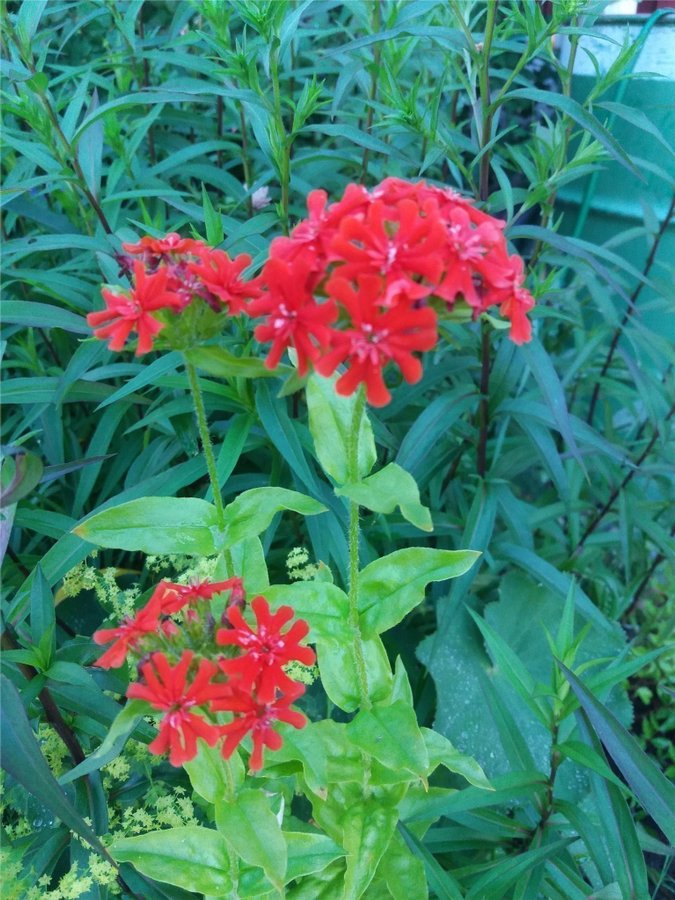 frön 30 frön Brinnande kärlek studentnejlika röda blommor perenn