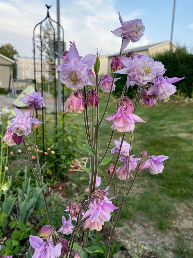 Vackra Pompom Akleja frön perenn blomma blommor