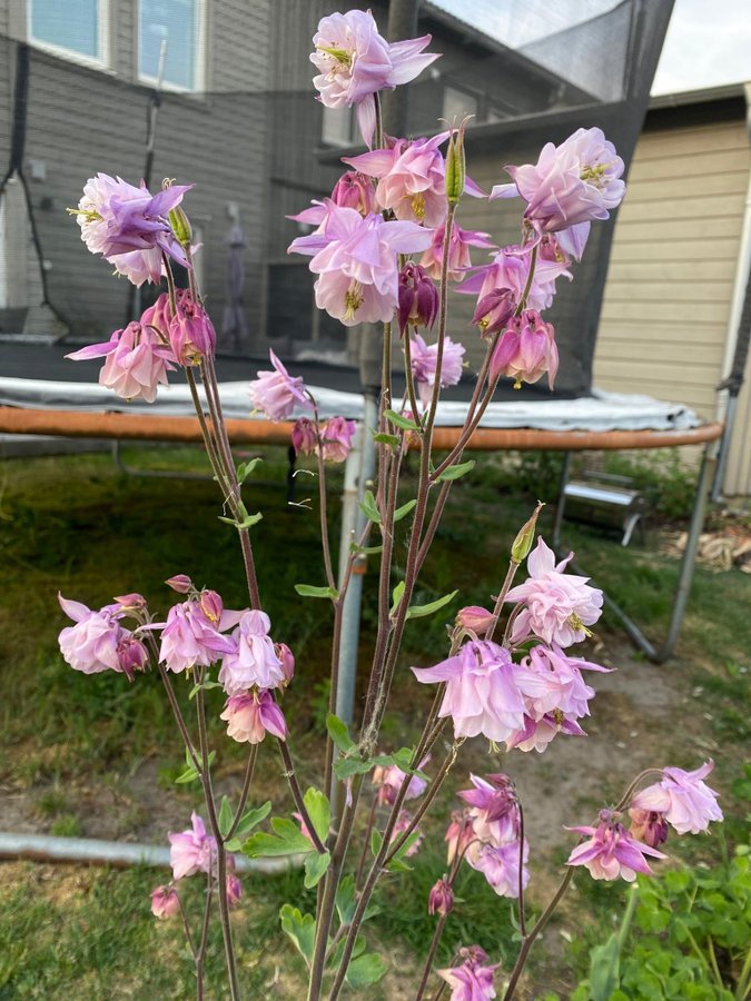 Vackra Pompom Akleja frön perenn blomma blommor