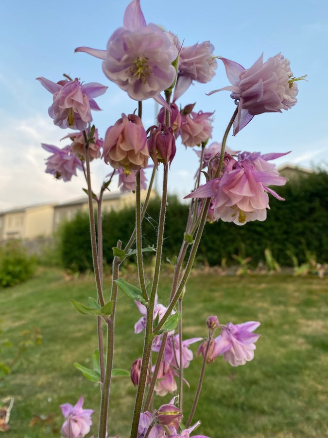 Vackra Pompom Akleja frön perenn blomma blommor