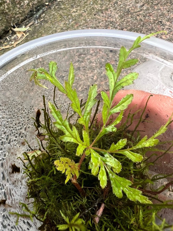 Begonia Polilloensis OVANLIG