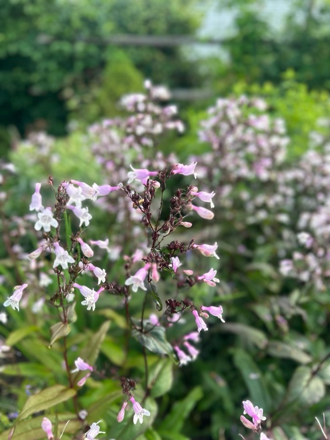 Penstemon Fingerborgshatt 'Mystica'