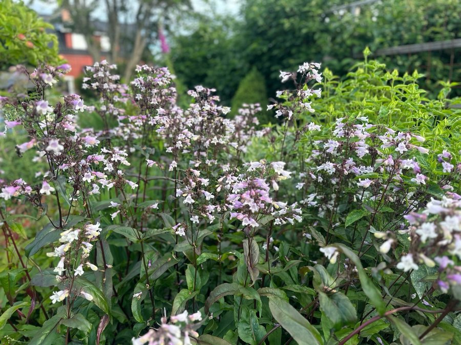 Penstemon Fingerborgshatt 'Mystica'