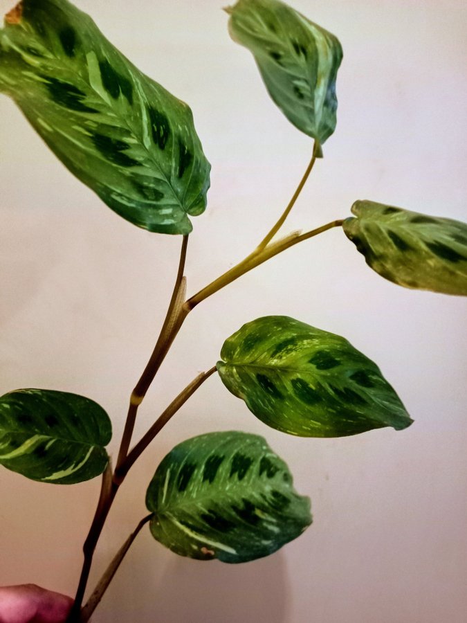 MARANTA LEUCONEURA VARIEGATA " - planta